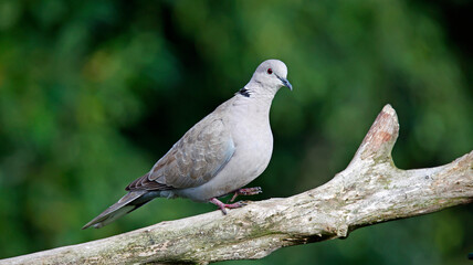 Collared dove perched in the woods