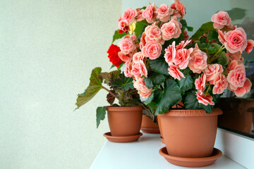 Begonias of different types (tuberous and elatior) in pots in the home interior. Indoor flowers, hobby, floriculture. - obrazy, fototapety, plakaty