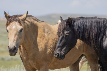 Wild Horses in the Wyoming Desert in Summer