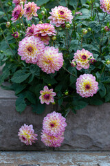 Naklejka na ściany i meble Delicate pink dahlias in a flower bed in the garden. Gardening, perennial flowers, landscaping.