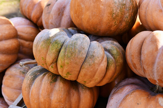 Large orange 'Musquee de Provence' pumpkins with green spots. Also called Fairytale pumpkin