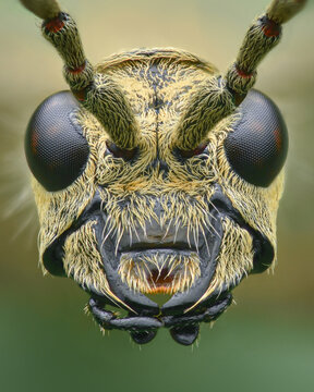 Portrait of the head of a Blackspotted Longhorn Beetle with yellow hairs (Rhagium mordax)