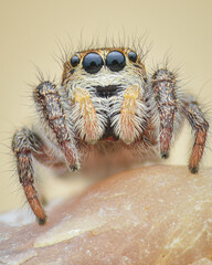 Portrait of a white to orange female Jumping Spider with yellow palps (Pellenes tripunctatus)