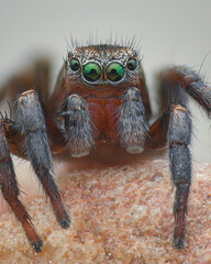 Portrait of a male brown Jumping Spider with green eyes surrounded by white hairs (Phlegra fasciata)