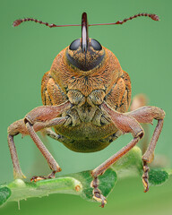 Symmetrical portrait of a weevil with brown scales and a long proboscis, on a green leaf, green background (Acorn weevil, Curculio glandium) © Rasmuscool99