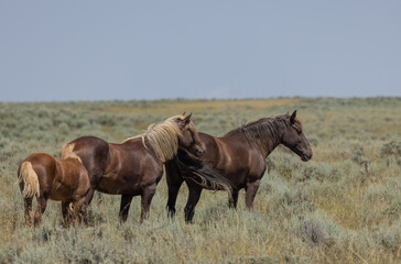 Fototapeta premium Wild Horses in the Wyoming Desert in Summer