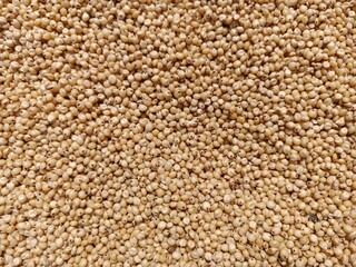 Sorghum Seed or jawar seeds 