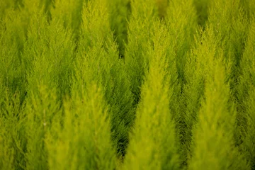 Photo sur Plexiglas Couleur pistache Green Cypress tree abstract pattern 