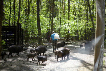 An aviary in the forest with wild pigs fed by a worker.