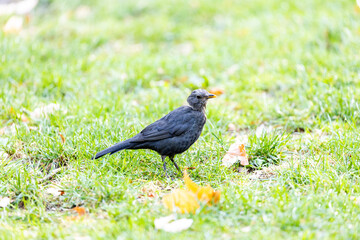 Female Blackbird (Turdus merula) at Botanic Gardens, Dublin, Ireland