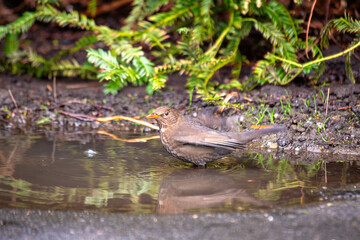 Female Blackbird (Turdus merula) at Botanic Gardens, Dublin, Ireland