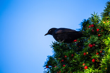 Male Blackbird (Turdus merula) in Phoenix Park, Dublin, Ireland