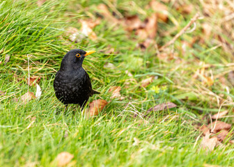 Male Blackbird (Turdus merula) in Phoenix Park, Dublin, Ireland