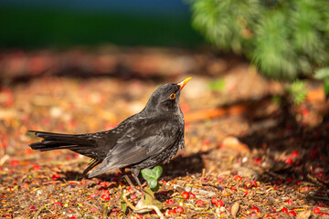 Fototapeta premium Male Blackbird (Turdus merula) in Phoenix Park, Dublin, Ireland