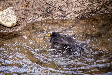 Male Blackbird (Turdus merula) in Phoenix Park, Dublin, Ireland