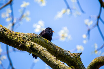 Male Blackbird (Turdus merula) in Phoenix Park, Dublin, Ireland