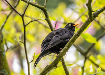 Male Blackbird (Turdus merula) in Phoenix Park, Dublin, Ireland