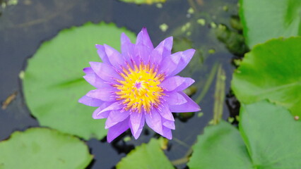 closeup purple lotus