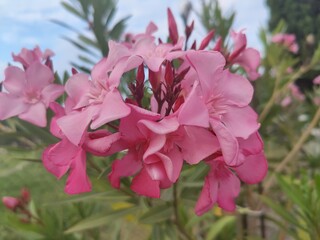 Nerium oleander - pink flowers in the garden - in subtropical areas as an ornamental and landscaping plant