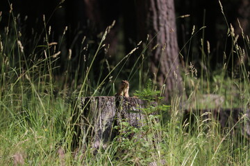 Chipmunk at Wallowa Lake