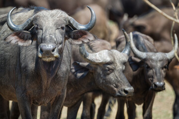 Obraz na płótnie Canvas Cape Buffalo herd, Lower Zambezi National Park, Zambia, Africa.
