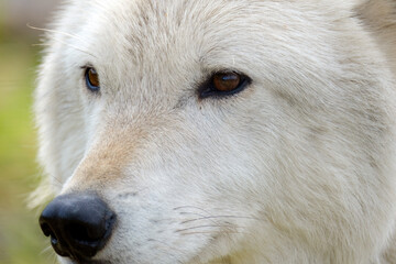 Obraz premium Arctic Wolf 