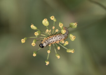 caterpillar in a flower