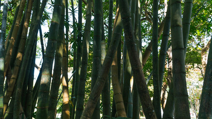 Panoramic plan of a bunch of bamboo canes. Pamplemousses Boticanal Gardens, Mauritius or seychelles or maldives. 