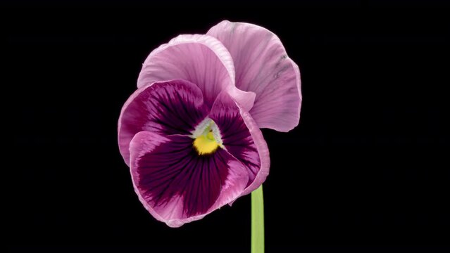 Time lapse of opening pink Pansy flower (Viola tricolor) isolated on black background. 