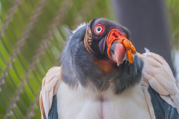 King vulture (Sarcoramphus papa) 