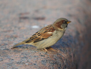 A sparrow is sitting on a granite fence