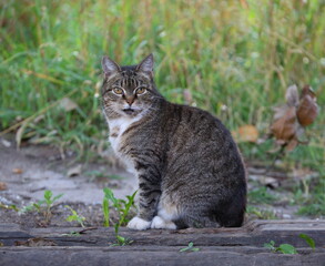 A gray striped cat is sitting on the ground near the grass