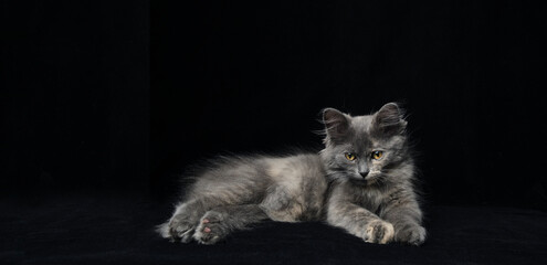 Young gray kitten with beautiful eyes black background.