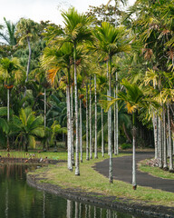 garden or tropical forest, lush, dense and green. Front plan of the Pamplemousses Boticanal Gardens, Mauritius or seychelles or maldives. You can see a winding path with palm trees inside the park.
