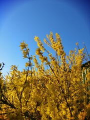 gelbe Blüte