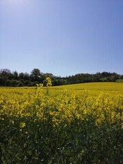 gelbe Blüte