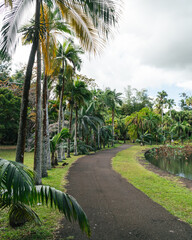 garden or tropical forest, lush, dense and green. Front plan of the Pamplemousses Boticanal Gardens, Mauritius or seychelles or maldives. You can see a winding path with palm trees inside the park.