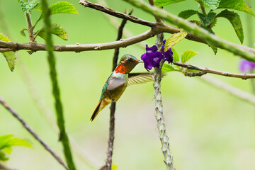 Scintillant Hummingbird, Selasphorus scintilla, Chispita Gorginaranja