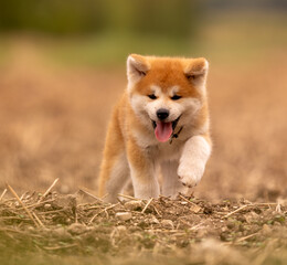 chiot akita inu marchant dans le chemin