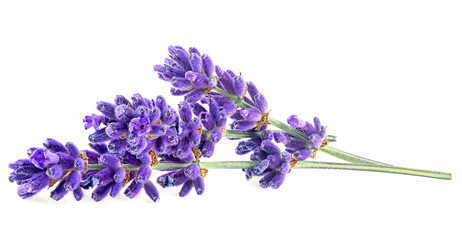 Naklejka premium Lavender flowers isolated on a white background