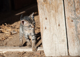 Domestic European shorthair kitten in the yard in the village. Animal concept, About two months old.