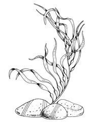Seaweed with seabed stones. Hand drawn vector illustration on isolated background of underwater sea Algae and ocean floor. Line art undersea drawing of laminaria painted by black inks. Nautical sketch