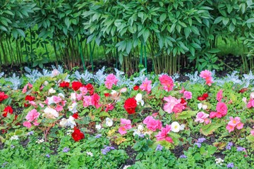 Multi-colored flowers on a green background. landscape design