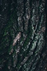 A close up of an old tree texture with moss and lichen