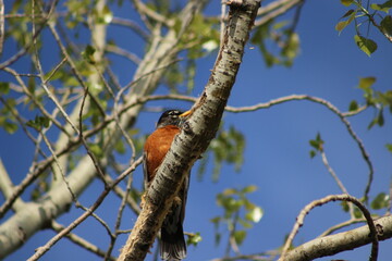 bird on the tree