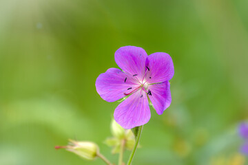 Blue and purple flowers of Geranium wallichianum