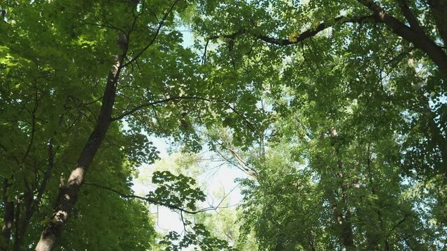Camera looks up and moves slowly under summer trees 4k 60 FPS