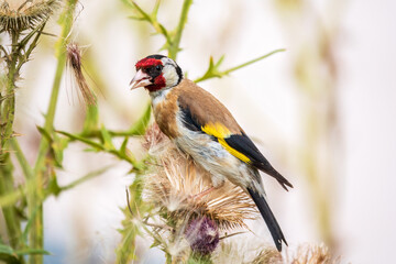 European goldfinch, feeding on the seeds of thistles. Carduelis carduelis.