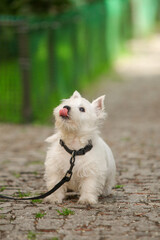 Naklejka na ściany i meble White West Highland Terrier Puppy Looks Up And Licks. On a walk. High quality photo