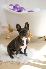 French Bulldog sitting on a white rug in the bathroom, looking straight ahead, gray color. High quality photo